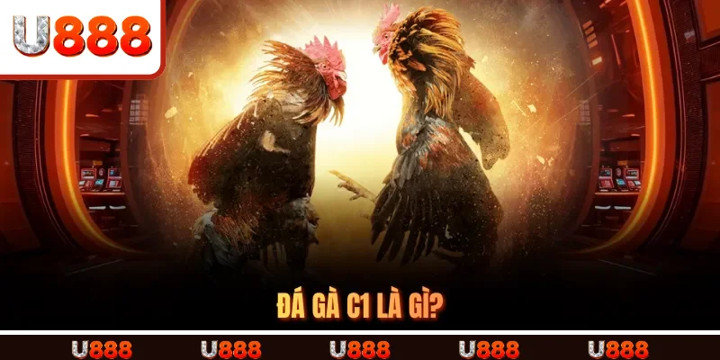 Đá Gà C1 Là Gì?