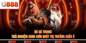 Đá Gà Thomo - Trải Nghiệm Xanh Chín Nhất Thị Trường Châu Á