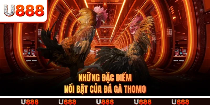 Những đặc điểm nổi bật của ĐÁ GÀ THOMO 