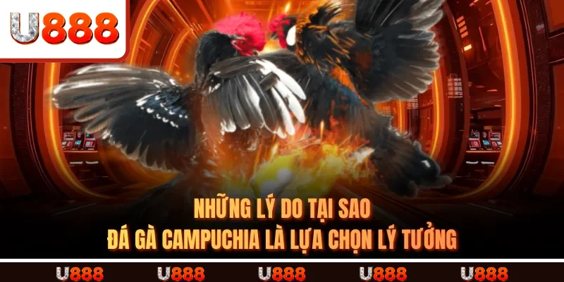 Những lý do tại sao ĐÁ GÀ CAMPUCHIA là lựa chọn lý tưởng Những lý do tại sao ĐÁ GÀ CAMPUCHIA là lựa chọn lý tưởng