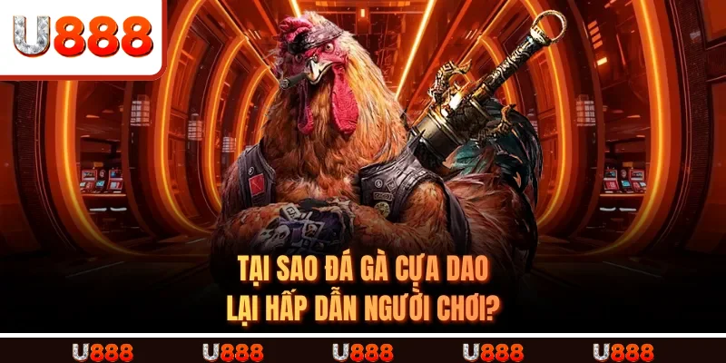 Tại sao Đá Gà Cựa Dao Lại Hấp Dẫn Người Chơi?