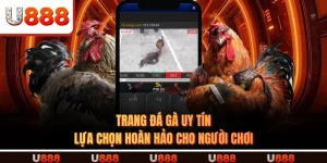 TRANG ĐÁ GÀ UY TÍN - Lựa Chọn Hoàn Hảo Cho Người Chơi