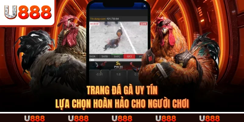 TRANG ĐÁ GÀ UY TÍN - Lựa Chọn Hoàn Hảo Cho Người Chơi