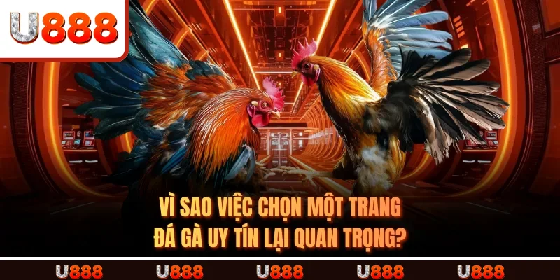 Vì sao việc chọn một TRANG ĐÁ GÀ UY TÍN lại quan trọng?
